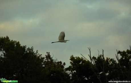 Volavka bílá - Ardea alba- Foto  Lukáš Zahrádka (1)