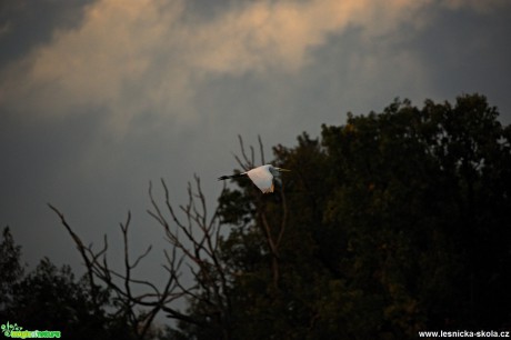 Volavka bílá - Ardea alba- Foto  Lukáš Zahrádka (2)