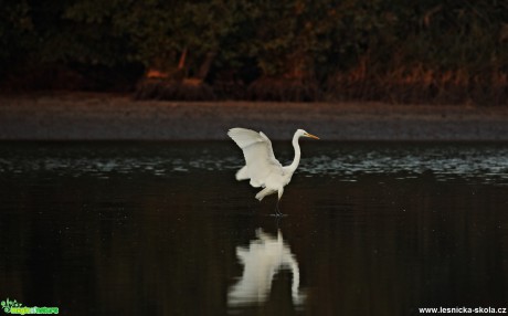 Volavka bílá - Ardea alba- Foto  Lukáš Zahrádka (4)
