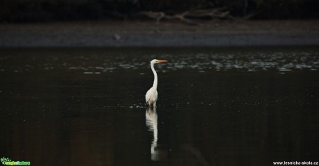 Volavka bílá - Ardea alba- Foto  Lukáš Zahrádka (5)