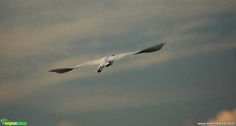 Volavka bílá - Ardea alba- Foto  Lukáš Zahrádka (6)