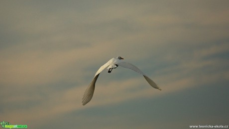 Volavka bílá - Ardea alba- Foto  Lukáš Zahrádka (7)