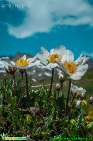 Dryádka osmiplátečná -  Dryas octopetala - Foto Filip Holič