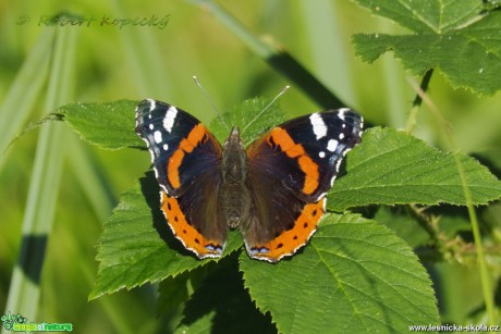 Babočka admirál - Vanessa atalanta - Foto Robert Kopecký 01-17