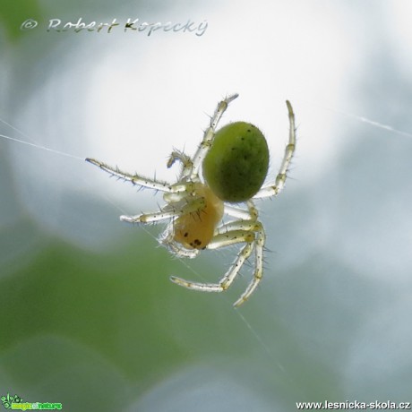 Křižák zelený - Araniella cucurbitina - Foto Robert Kopecký 01-17