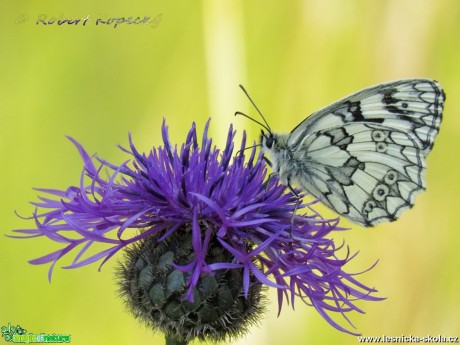 Okáč bojínkový - Melanargia galathea - Foto Robert Kopecký 01-17