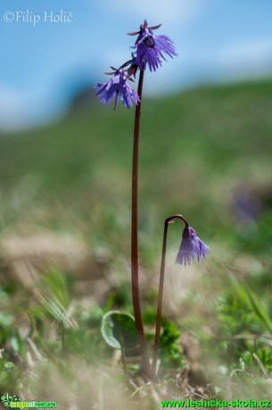 Dřípatka horská - Soldanella alpina - Foto Filip Holič