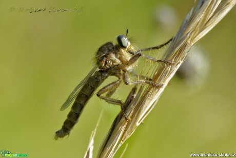 Roupec - Machimus rusticus - Foto Robert Kopecký 01-17