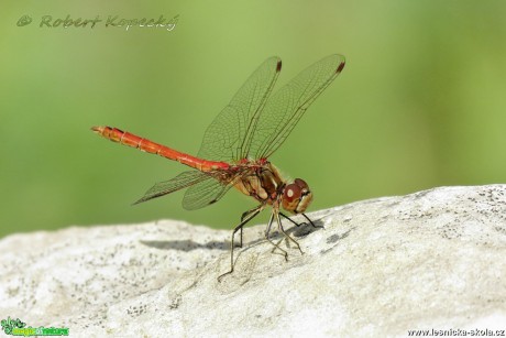 Vážka obecná - Sympetrum vulgatum ♂ - Foto Robert Kopecký 01-17