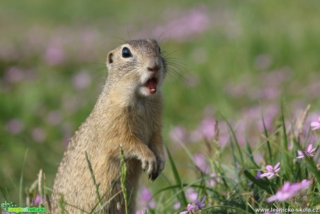 Sysel obecný - Spermophilus citellus - Foto Irena Wenischová 0117 (6)