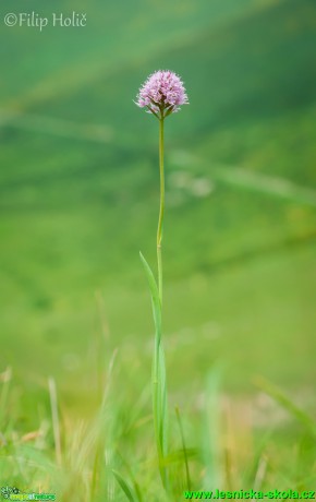 Hlavinka horská - Traunsteinera globosa - Foto Filip Holič (1)