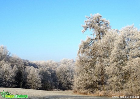 Zimní krása - Foto Miloslav Míšek (3)