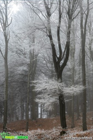 Osamocený tam stál - Foto Petr Germanič