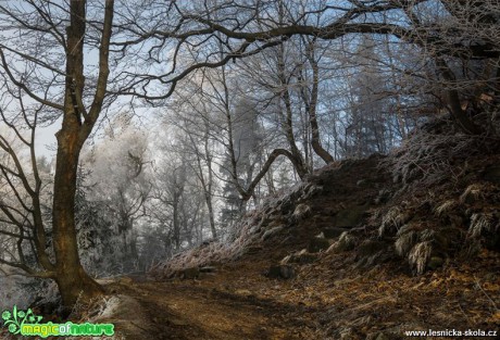 V lese Lužických hor - Foto Petr Germanič