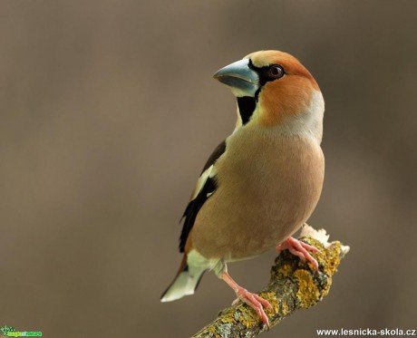 Dlask tlustozobý - Coccothraustes coccothraustes - Foto Dušan Sedláček 0117 (2)