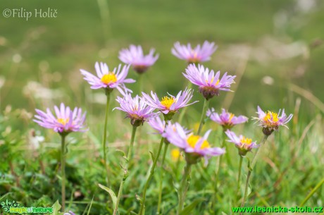 Hvězdnice alpská - Aster alpinus - Foto Filip Holič