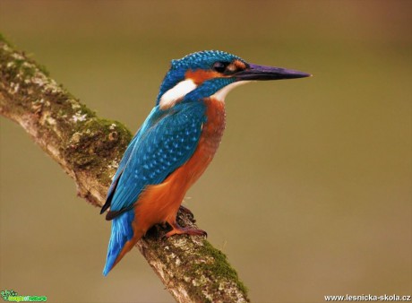 Ledňáček říční - Alcedo atthis - Foto Dušan Sedláček 0117