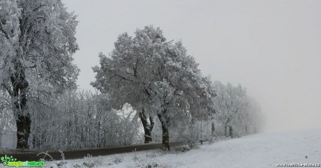 Námraza na stromech - Foto Ladislav Jonák 0117 (2)