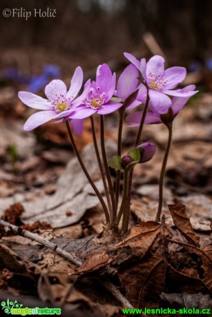 Jaterník trojlaločný (podléška) - Hepatica nobilis - růžový - Foto Filip Holič