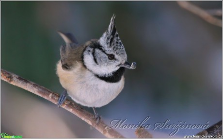 Sýkora parukářka - Lophophanes cristatus - Foto Monika Suržinová 0117 (1)