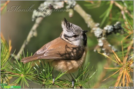 Sýkora parukářka - Lophophanes cristatus - Foto Monika Suržinová 0117 (2)