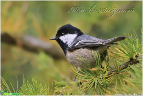 Sýkora uhelníček - Periparus ater - Foto Monika Suržinová 0117 (3)