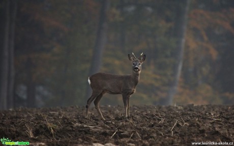 Srnec obecný - Capreolus capreolus - Foto Lukáš Zahrádka (2)