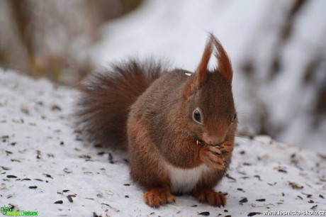 Veverka obecná - Sciurus vulgaris - Foto Marie Vykydalová 0117 (3)