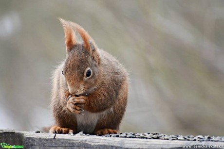 Veverka obecná - Sciurus vulgaris - Foto Marie Vykydalová 0117 (4)