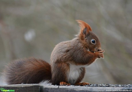 Veverka obecná - Sciurus vulgaris - Foto Marie Vykydalová 0117 (6)