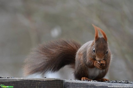 Veverka obecná - Sciurus vulgaris - Foto Marie Vykydalová 0117 (7)