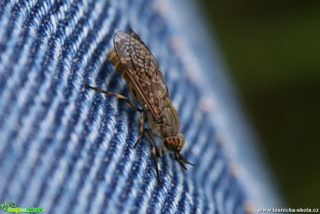 Bzikavka dešťová - Haematopota pluvialis - Foto Irena Wenischová 0117