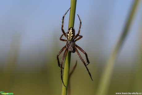 Křižák skvostný (samec) - Aculepeira ceropegia - Foto Irena Wenischová 0117