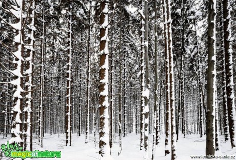 Jak v severském lese - Foto Petr Germanič