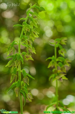 Kruštík ostrokvětý pravý - Epipactis leptochila subsp. leptochila - Foto Filip Holič