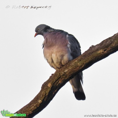 Holub hřivnáč - Columba palumbus - Foto Robert Kopecký 0217