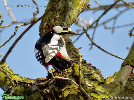 Strakapoud velký - Dendrocopos major ♀ - Foto Robert Kopecký 0217