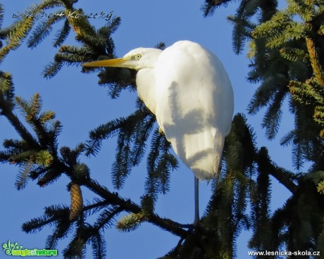 Volavka bílá - Ardea alba - Foto Robert Kopecký 0217