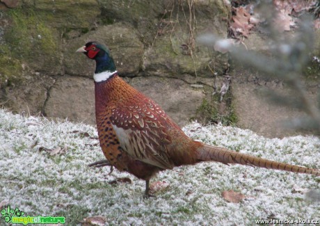 Bažant obecný - Phasianus colchicus - Foto Miloslav Míšek 0117