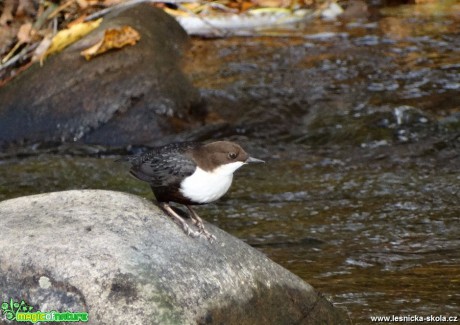 Skorec vodní - Cinclus cinclus - Foto Miloslav Míšek 0117