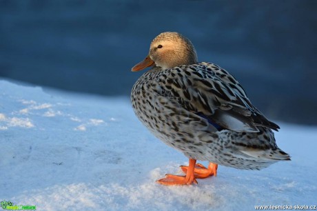 Kachna divoká - Anas platyrhynchos - Foto Marie Vykydalová 0217 (1)