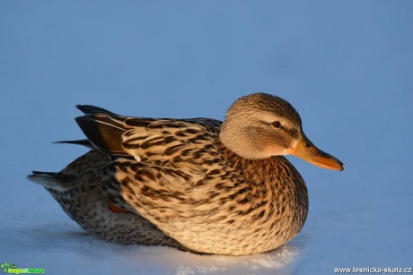 Kachna divoká - Anas platyrhynchos - Foto Marie Vykydalová 0217 (2)