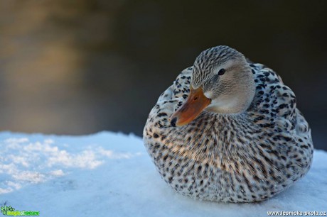 Kachna divoká - Anas platyrhynchos - Foto Marie Vykydalová 0217 (4)