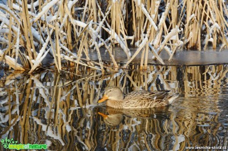 Kachna divoká - Anas platyrhynchos - Foto Marie Vykydalová 0217 (5)