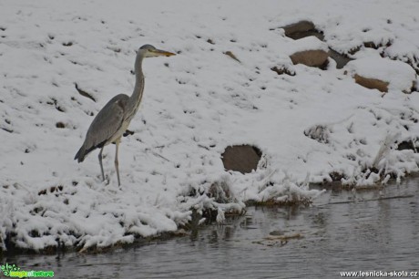 Volavka popelavá - Ardea cinerea - Foto Marie Vykydalová 0217 (1)