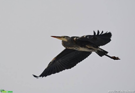 Volavka popelavá - Ardea cinerea - Foto Marie Vykydalová 0217 (2)