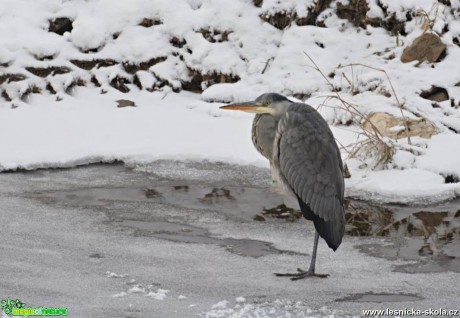 Volavka popelavá - Ardea cinerea - Foto Marie Vykydalová 0217 (3)