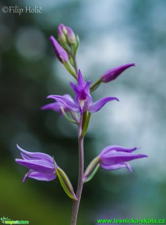 Okrotice červená - Cephalantera rubra - Foto Filip Holič