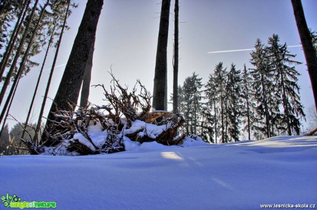 Toulky zimním lesem - Foto Ladislav Jonák 0217