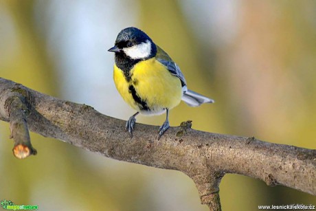 Sýkora koňadra - Parus major - Foto Pavel Ulrych 0217